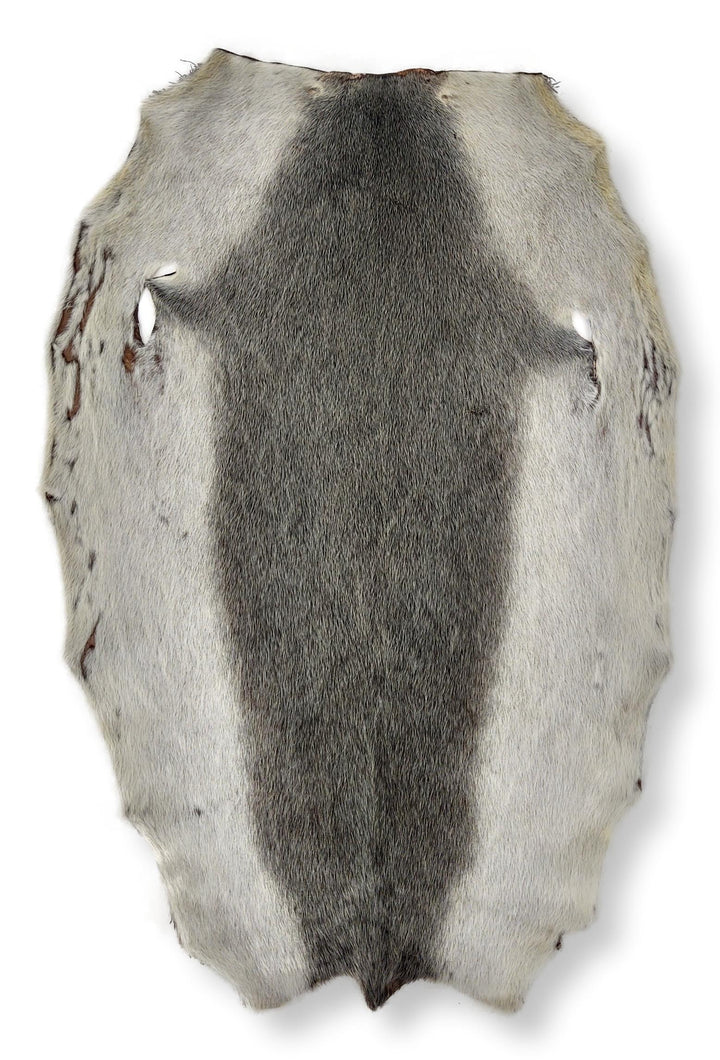 Grønlandsk Blueback sæl skind