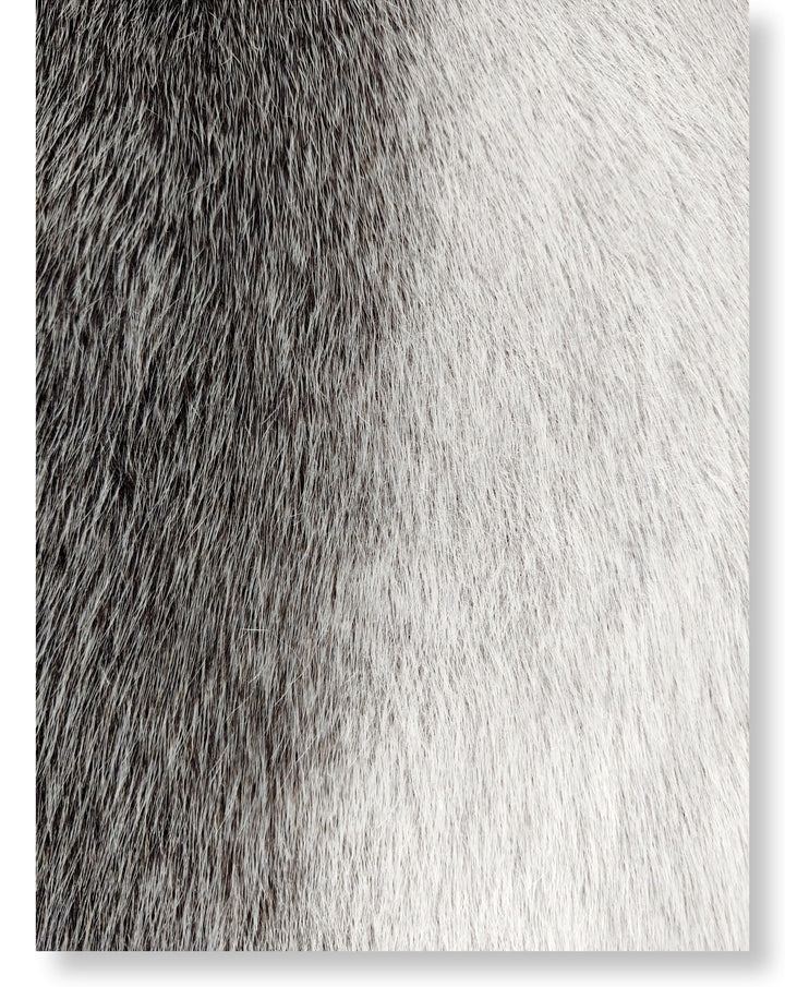 Seal Blueback Grau/Natur - Dressed Fur Skin - Fur