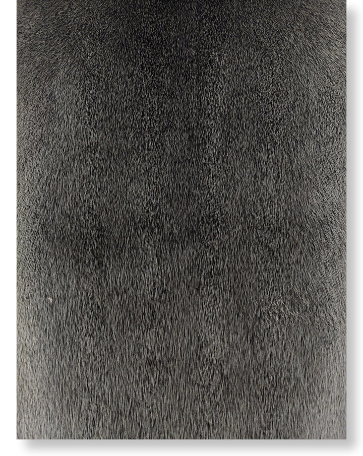 Seal Blueback Grey - Dressed Fur Skin - Fur
